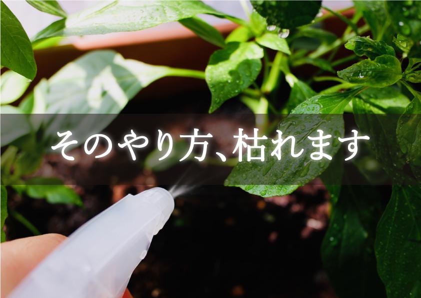 冬場の観葉植物のコツ