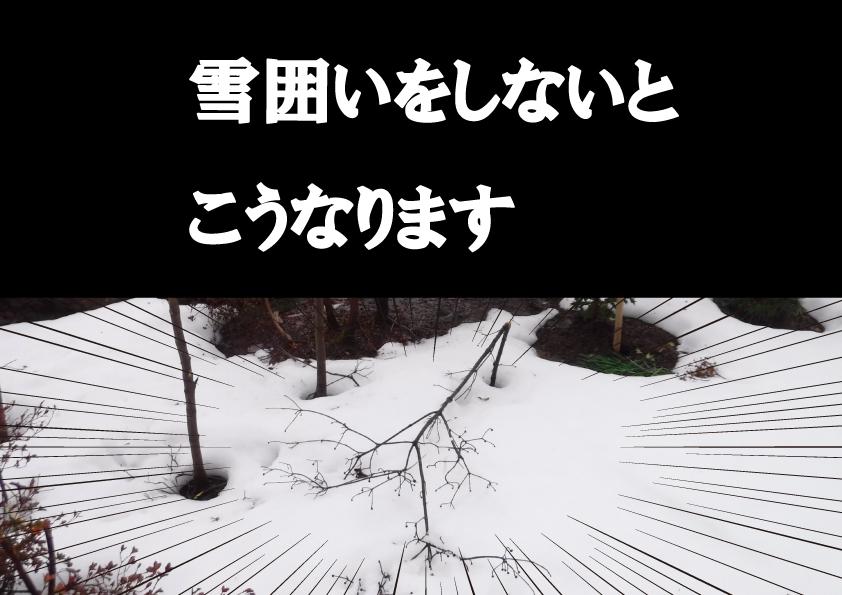 雪囲いをしないとこうなります